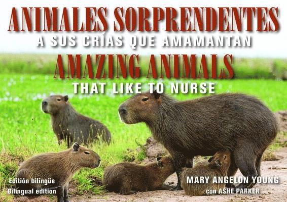 Mary Angelon Young, Ashe Parker, Mary Angelon (Mary Angelon Young) Young, Ashe (Ashe Parker) Parker - Animales Sorprendentes / Amazing Animals - English & Spanish Bilingual Edition, Häftad