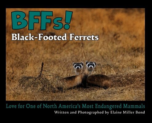 BFFs! Black-Footed Ferrets: Love for One of North Americas Most Endangered Species