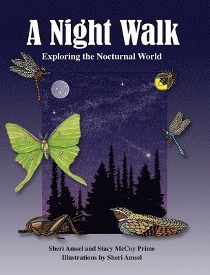 A Night Walk 1