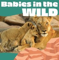 bokomslag Babies in the Wild