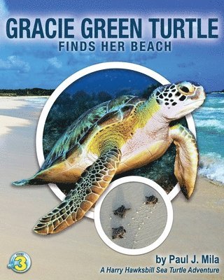 Gracie Green Turtle Finds Her Beach 1