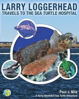 Larry Loggerhead Travels to the Sea Turtle Hospital 1