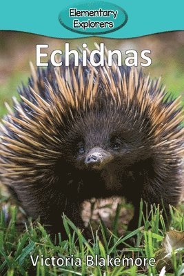 Echidnas 1