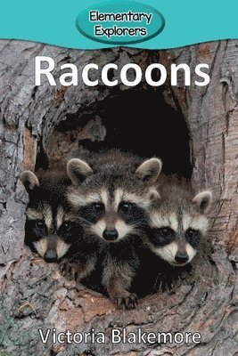 bokomslag Raccoons