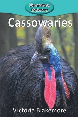 Cassowaries 1