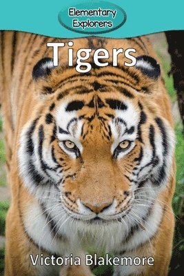 bokomslag Tigers