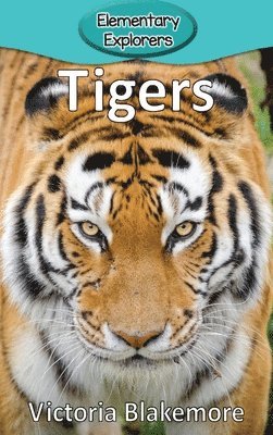 Tigers 1