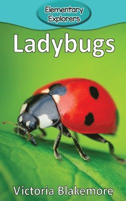 bokomslag Ladybugs