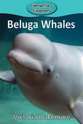 bokomslag Beluga Whales