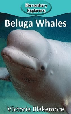 Beluga Whales 1