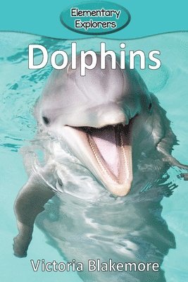 Dolphins 1