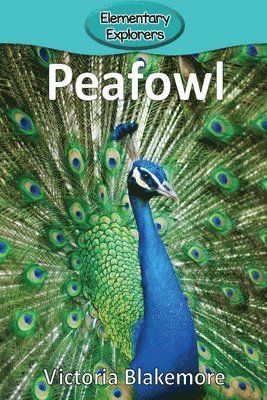 Peafowl 1