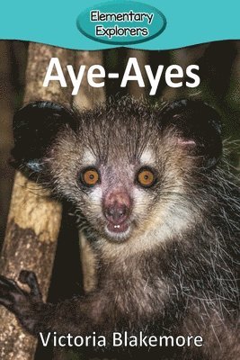 Aye-Ayes 1