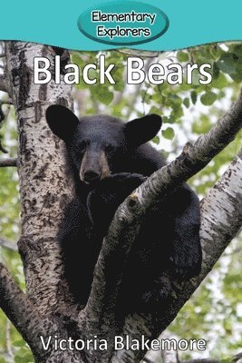 bokomslag Black Bears