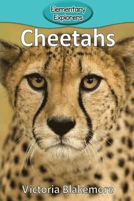 bokomslag Cheetahs