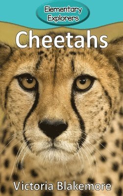 Cheetahs 1