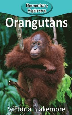 bokomslag Orangutans