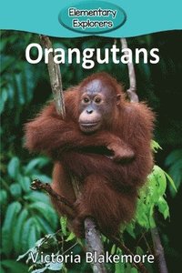 bokomslag Orangutans