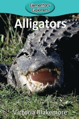 Alligators 1