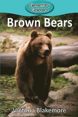 Brown Bears 1