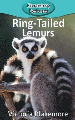 Ring-Tailed Lemurs 1