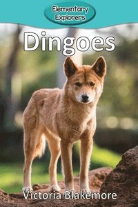 bokomslag Dingoes