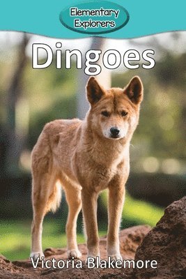 Dingoes 1