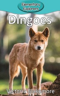 bokomslag Dingoes
