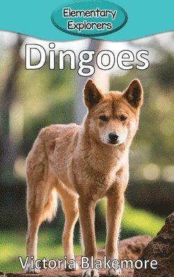 Dingoes 1