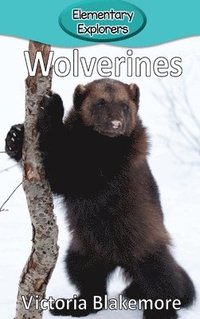 bokomslag Wolverines