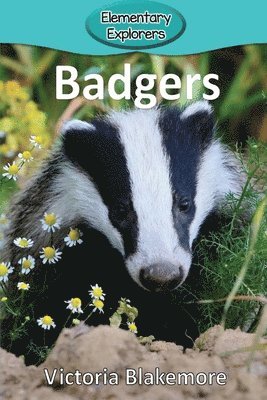 Badgers 1