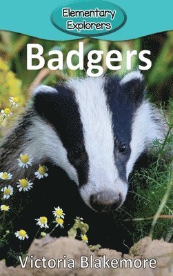 Badgers 1