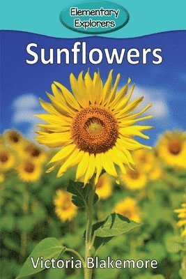 Sunflowers 1