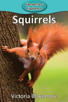 bokomslag Squirrels