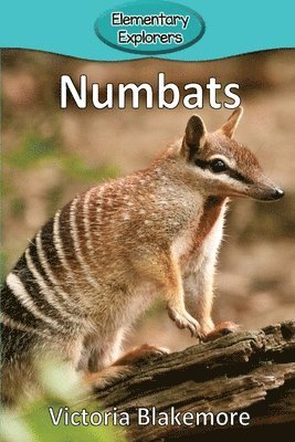 Numbats 1