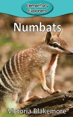Numbats 1