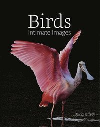 bokomslag Birds: Intimate Images