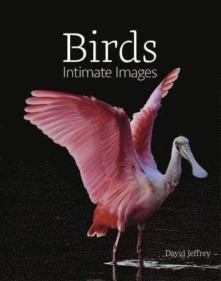 David Jeffrey - Birds: Intimate Images, Inbunden