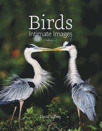 bokomslag Birds: Intimate Images Volume 2