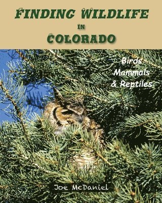 Finding Wildlife In Colorado 1