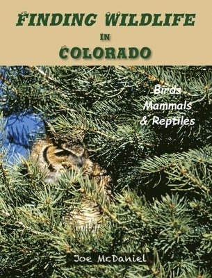 bokomslag Finding Wildlife In Colorado