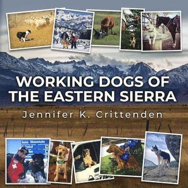 bokomslag Working Dogs of the Eastern Sierra