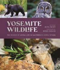 bokomslag Yosemite Wildlife: The Wonder of Animal Life in California's Sierra Nevada