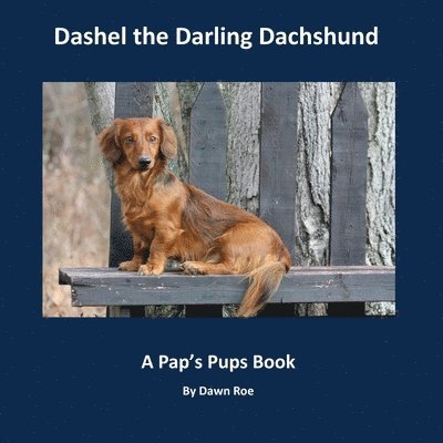 Dashel the Darling Dachshund 1