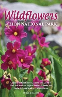 bokomslag Wildflowers of Zion National Park
