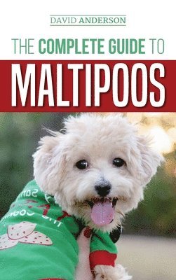 The Complete Guide to Maltipoos 1