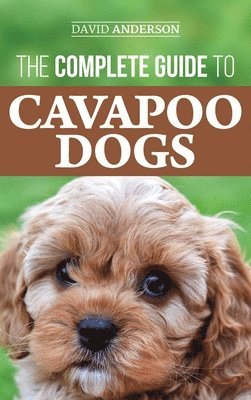 The Complete Guide to Cavapoo Dogs 1