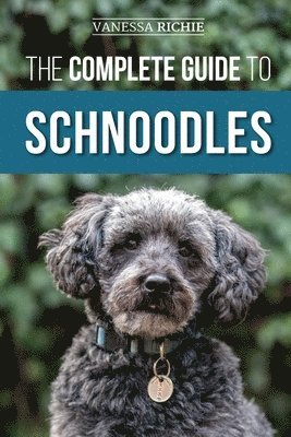 Complete Guide to Schnoodles