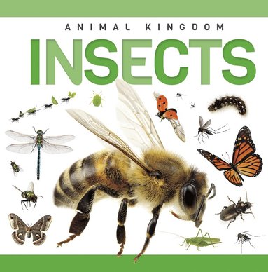 Rebecca Phillips-Bartlett - Insects, Häftad