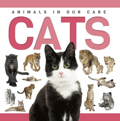 Rebecca Phillips-Bartlett - Cats, Häftad